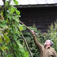 Nature\'s bounty: Cucumber vines that I planted round a high tepee frame in my backyard (above) produced more fruits than I could eat or give away in summer. | C.W. NICOL PHOTOS