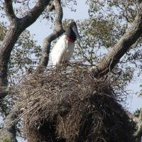 A Jabiru stork in the Pantanal of Brazil (above) sits atop its giant stick nest, which has a colony of green Monk parakeets living in the basement. | MARK BRAZIL PHOTO