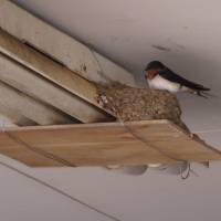 A Barn swallow on its mud nest in a Miyake Island garage. | MARK BRAZIL PHOTO
