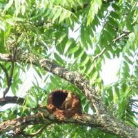 A Rufous Hornero in Brazil pauses on its half-built spherical mud-and-straw nest. | MARK BRAZIL PHOTO