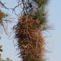 Strange hangout: The stick structure a pair of Thornbirds in Brazil call home for a few weeks while raising their brood. | MARK BRAZIL PHOTO