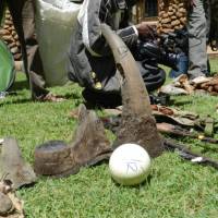 Ivory, rhino horn, a leopard skin and ostrich egg seized at Mombasa port en route to China. | PHOTO COURTESY OF MARA CONSERVANCY