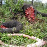 The aftermath of a poachers\' kill. | PHOTO COURTESY OF MARA CONSERVANCY