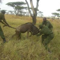 Gnu life: A frightened wildebeest (aka a gnu) struggles as Maasai Mara rangers release it from a snare set by villagers to catch themselves some bushmeat. Lions and elephants are among other animals also lost to such snares. | PHOTO COURTESY OF MARA CONSERVANCY