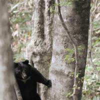 Peekaboo: A bear in a Hiroshima Prefecture wood is caught on camera by Kazuhiko Maita, director of the Institute for Asian Black Bear Research and Preservation. | KAZUHIKO MAITA