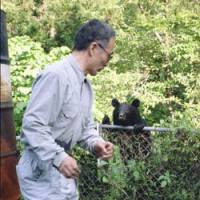 Fenced in: Bear researcher Kazuhiko Maita is eyed up by a bear that\'s in open woodland in Hiroshima Prefecture. | KAZUHIKO MAITA