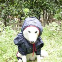 Kitted out: Once a househound who wouldn\'t step in puddles, Chaine the husky is seen here wearing a raincoat during her transition to \"outdoors dog.\" | MOTOKO SHIRAISHI PHOTO