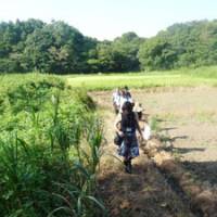Close to nature: Youths from overseas walk with local residents through a marsh at Yatsu, in the suburbs of Abiko, Chiba Prefecture, on Wednesday. | MAMI MARUKO PHOTO