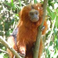 Rare treat: This Golden Lion Tamarin, a critically endangered monkey, was spotted in the Atlantic Forest of Brazil. | MARK SCHREIBER PHOTO