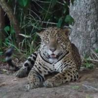 Top cat: A jaguar in the Pantanal tropical wetland of Brazil, where  rich biodiversity  provides  abundant prey that allows this top predator to survive. | MARK BRAZIL PHOTO