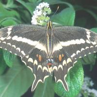 Endangered: Schaus swallowtail butterflies like this are on the brink in south Florida. | DR. THOMAS C. EMMEL, UNIVERSITY OF FLORIDA