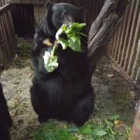 A bear that Yoshikawa has been rearing since catching it as a cub after he shot its mother in the mountains. | TAKASHI YOSHIKAWA PHOTO