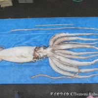 Great catch: A giant squid (Architeuthis japonica) is pictured as part of an exhibition on creatures of the ocean. | &#169; TSUNEMI KUBODERA/NMNS