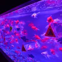 Masterpisces: Fish help turn the aquariums of Hidetomo Kimura into pieces of art. | SHINICHI ITO