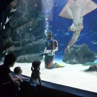 Here’s looking at you: Young visitors enjoy watching a Sunshine Aquarium staff member swimming with sharks. Aquariums offer summer escape