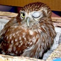 Bibi the Little Owl flirts with customers at Men’s Shop Kobayashi on Shinohashi Shirakane Shotengai. Catch a falling star