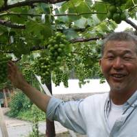 Viticulturist: Grape grower Takanobu Watanabe inspects his crop in Nagano Prefecture on July 9. High-end grape grower has no TPP gripe, just sees green