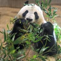 Eating for one: Shin Shin munches on bamboo leaves Wednesday at Ueno Zoo. | UENO ZOO/KYODO