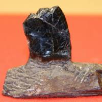 A bite of prehistory: This fossilized tooth fragment from a carnivore was unearthed on the Nagasaki Peninsula. | KYODO