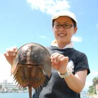 Disappearing: Marine life expert Mari Shuno holds a horseshoe crab earlier this month on a tideland in Fukutsu, Fukuoka Prefecture. | KYODO