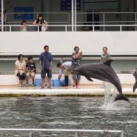 Surging numbers:  Visitors learn about dolphins at Shimoda Aquarium in Shizuoka Prefecture on Sunday. The aquarium is one of just a handful in Japan that does not take dolphins from the wild but instead breeds them on-site. | ROB GILHOOLY
