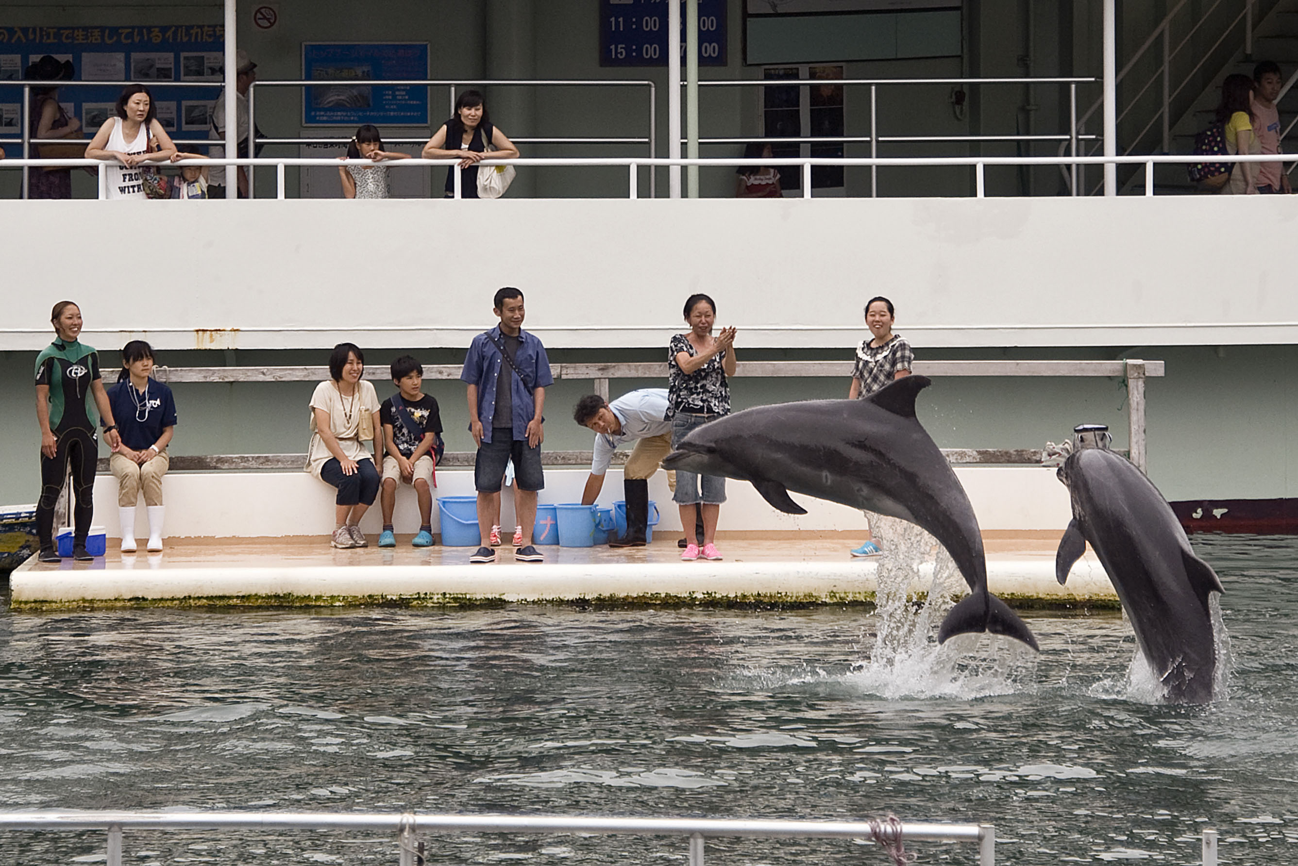 Surging numbers:  Visitors learn about dolphins at Shimoda Aquarium in Shizuoka Prefecture on Sunday. The aquarium is one of just a handful in Japan that does not take dolphins from the wild but instead breeds them on-site. | ROB GILHOOLY