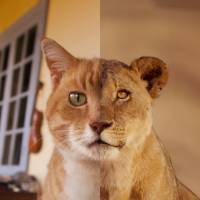 \"Cat: Near Adelaide in Australia and Lion: Ngorongoro Conservation Area in Tanzania\" | &#169; MITSUAKI IWAGO