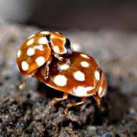 Mating between ladybirds (above) usually occurs in the spring after their first overwintering, which comes months after they hatch from eggs as larvae (below), then pupate before emerging as adults. | PHOTOS COURTESY OF THE NATIONAL MUSEUM OF ART, OSAKA