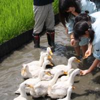 Hand reared: Saya High School students feed grain to some of their friendly flock of paddy-management fowl. | C.W. NICOL