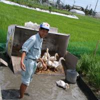 A student lets the ducks out of their pen. | C.W. NICOL