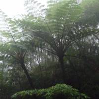 Mists of time: A tree fern looms large in an overcast Yambaru morning. | MARK BRAZIL PHOTO