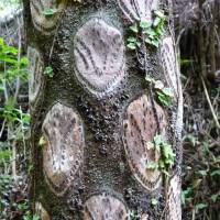 A tree-fern trunk with the scars of fallen leaf fronds. | MARK BRAZIL PHOTO