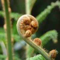 The fiddlehead of a growing frond. | MARK BRAZIL PHOTO