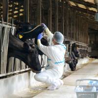 Cow conundrum: An animal health inspector examines a cow Monday at a farm in Kunitomi, Miyazaki Prefecture. | KYODO PHOTO