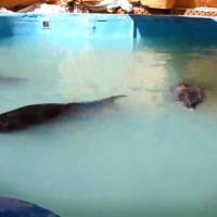 Bad to worse: Taiji-caught dolphins flown to Hurghada, Egypt, on Aug. 15, languish in a polluted swimming pool filled with their excrement while awaiting transfer to a new aquarium. | LINCOLN O\'BARRY