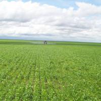 Location, location: Multigrain AG farmland in Brazil, in which Mitsui &amp; Co. has invested, stretches to the horizon. Below: A for-sale sign stands on Hokkaido forest property. | MITSUI &amp; CO., TOKYO FOUNDATION