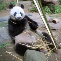 Eating for one: Shin Shin, a giant female panda, nibbles bamboo leaves Saturday at Ueno Zoo in Tokyo. | UENO ZOO/KYODO