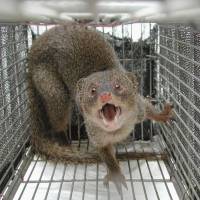 Back off: A mongoose captured near a U.S. base in Okinawa in 2006 snarls. | YAMBARU WILDLIFE CONSERVATION CENTER/KYODO