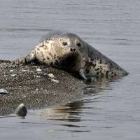 Astray: \"Oda-chan,\" a spotted seal pup, is seen off Odawara, Kanagawa Prefecture, on Aug. 11. | ENOSHIMA AQUARIUM/KYODO