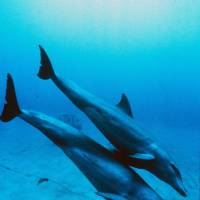 Outbreak: A measleslike virus has been detected in dozens of bottlenose dolphins. | AFP-JIJI