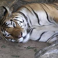 In search of roots: A tiger relaxes in a preserve in the state of Madhya Pradesh, India. Scientists are studying how the large mammals we associate with India got to the country. | THE WASHINGTON POST