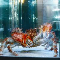 A boy watches a giant blue king crab that was caught last month off Nemuro, Hokkaido, and was brought to the prefecture\'s Noboribetsu Marine Park Nixe on Sunday.  The crustacean weighs in at 5.7 kg &#8212; about five times the normal size. | KYODO