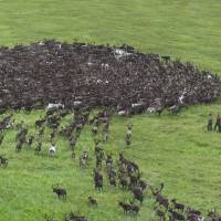 Following the herd: The thundering patterns of a herd of wild reindeer in the Russian Far East is a mesmerizing sight to behold. As winter recedes, herders escort these magnificent beasts to the coast, where they can satisfy their craving for salt with a drink from the river or the sea. | MARK BRAZIL