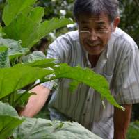 Avid gardener Hiroshi Uchikawa, 64, with an eggplant grown from seeds he got at the Usui\'s seed bank. | WINIFRED BIRD