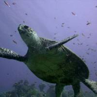Turtle power: On Tokashiki’s many picturesque beaches, hawksbill sea turtles have become harder to find — but sometimes you might get lucky. A swim with turtles (maybe)