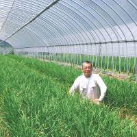 Slow track: Yoshinori Shirasaka, head of JR Kyushu Farm Oita, works at a farm growing Chinese chives in July outside the city of Oita. kyodo | KYODO