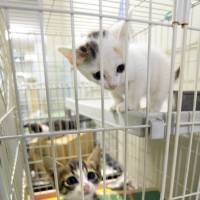 Seeking humane treatment: Kittens look out of a cage at the Nagoya City Animal Protection Center. | CHUNICHI SHIMBUN