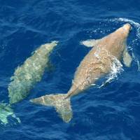 We\'re back: Dugongs swim to the surface off the northwestern coast of Okinawa Island in July 2005. | ENVIRONMENT MINISTRY/KYODO