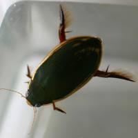 Protected: The three-punctured diving beetle, or cybister tripunctatus orientalis, is seen in a photo taken in June 2006 in Yonago, Tottori Prefecture. | KYODO