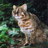 Tsushima leopard cat | KYODO
